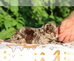 Small #6 ShihPoo
