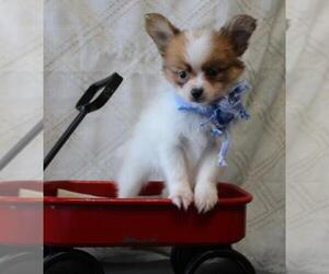 Papillon Puppy for sale in ORO VALLEY, AZ, USA