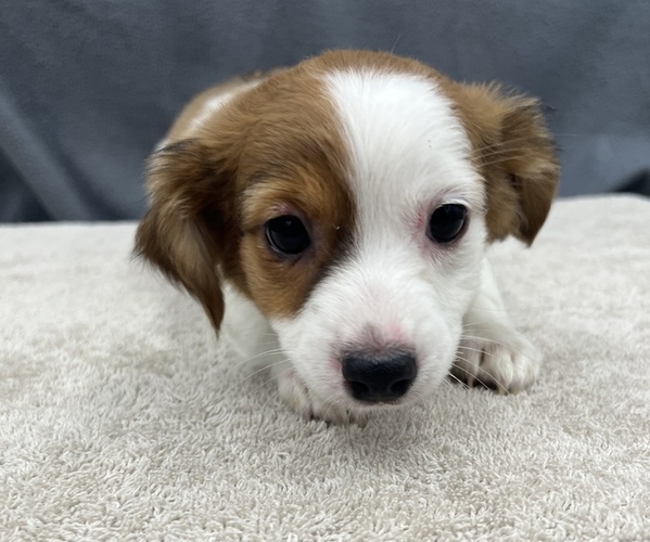 Medium Photo #20 Chiweenie Puppy For Sale in SAINT AUGUSTINE, FL, USA