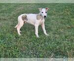 Puppy 3 Whippet