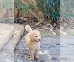 Small #4 Poodle (Standard)