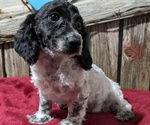 Puppy Nala Poodle (Miniature)