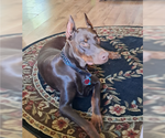 Small Photo #1 Doberman Pinscher Puppy For Sale in POMEROY, OH, USA