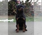 Small Photo #4 Rottweiler Puppy For Sale in Moscow, Moscow, Russia