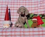 Small Photo #25 Weimaraner Puppy For Sale in NEWCASTLE, OK, USA