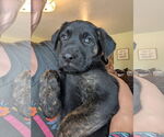 Small #1 Catahoula Leopard Dog Mix