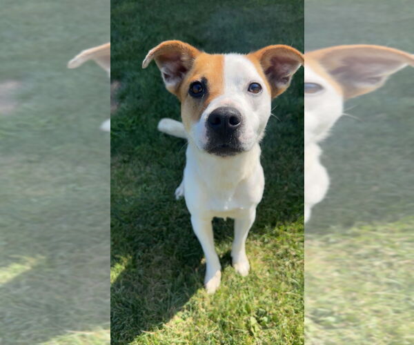 Medium Photo #1 Mutt Puppy For Sale in La Porte, IN, USA