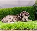 Small #1 Great Dane