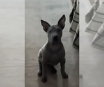 Small #34 Thai Ridgeback