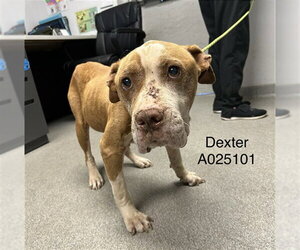 American Staffordshire Terrier-Unknown Mix Dogs for adoption in Palmetto, FL, USA