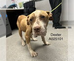 Small American Staffordshire Terrier Mix