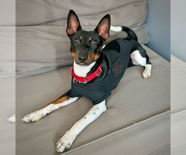 Medium Photo #4 Rat Terrier Puppy For Sale in Atlanta, GA, USA