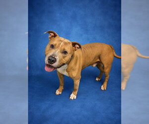 Mutt Dogs for adoption in Westminster, MD, USA