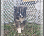 Small Photo #31 Siberian Husky Puppy For Sale in BLOOMFIELD, IN, USA