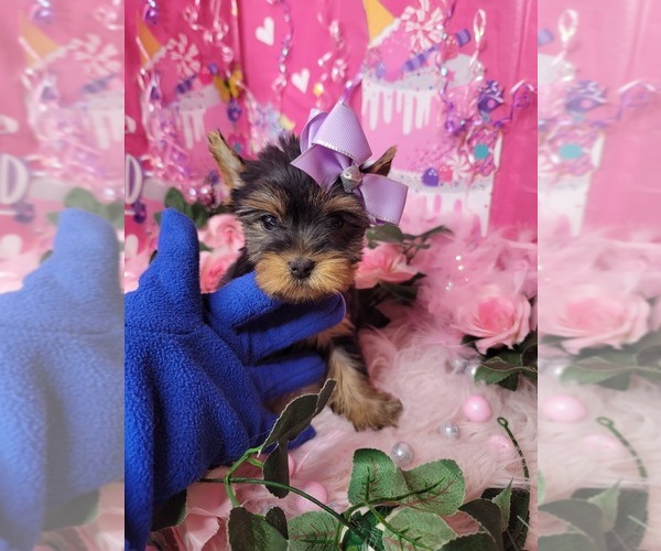 Medium Photo #8 Yorkshire Terrier Puppy For Sale in HARKER HEIGHTS, TX, USA