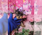 Small Photo #8 Yorkshire Terrier Puppy For Sale in HARKER HEIGHTS, TX, USA