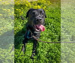Small #11 Labrador Retriever