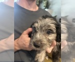 Small #2 F2 Aussiedoodle