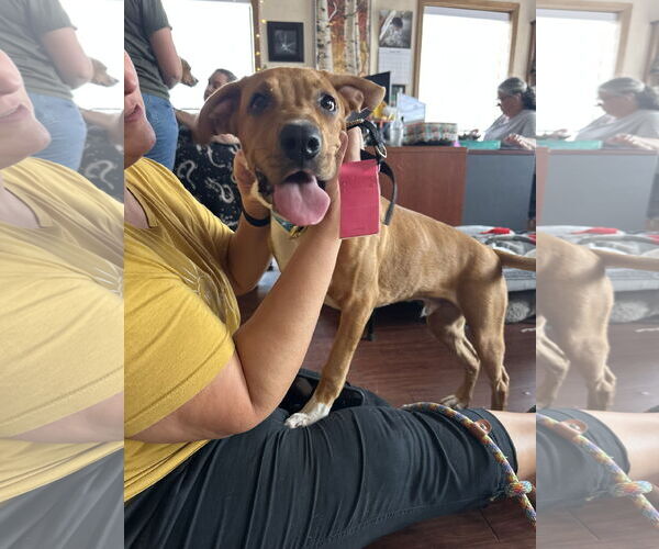 Medium Photo #7 Boxer-Unknown Mix Puppy For Sale in Minneapolis, MN, USA