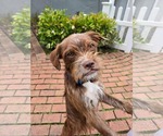 Small Pekingese Mix