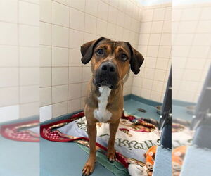 American Bulldog-Beagle Mix Dogs for adoption in London, Ontario, Canada