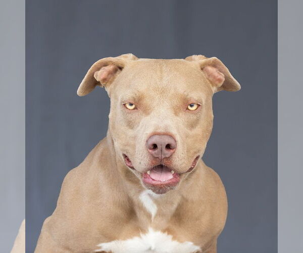 Medium Photo #1 American Pit Bull Terrier Puppy For Sale in Pasadena, CA, USA