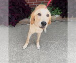 Small #1 Labrador Retriever Mix