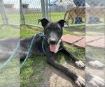 Small #2 Labrador Retriever Mix