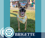 Small #31 German Shepherd Dog Mix