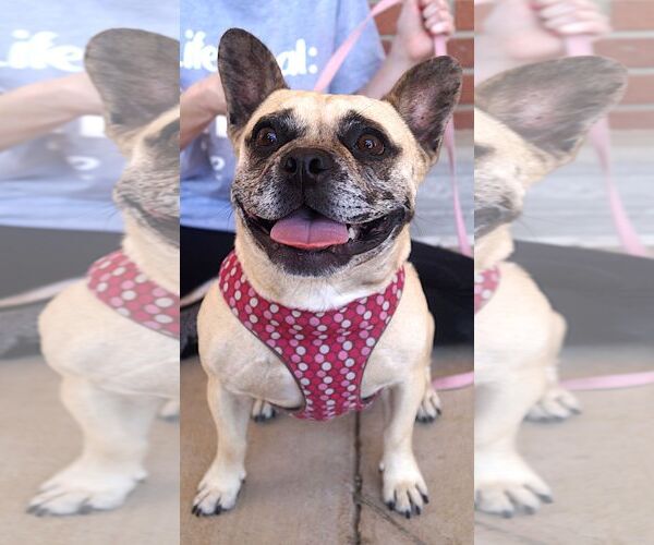 Medium Photo #2 French Bulldog Puppy For Sale in Carrollton, TX, USA