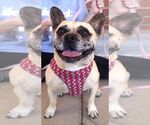 Small #1 French Bulldog