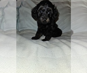 Aussie-Poo Puppy for sale in MURPHYSBORO, IL, USA