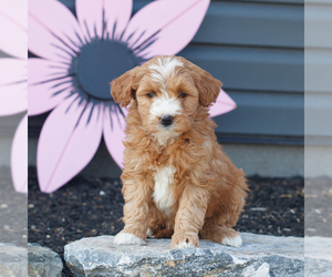 Goldendoodle (Miniature) Puppy for sale in MANHEIM, PA, USA