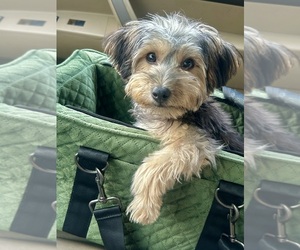 Yorkiepoo mix (+ Poodle Toy) Puppy for sale in LAKEWOOD, CA, USA