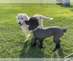 Small Photo #12 Goldendoodle Puppy For Sale in LUBBOCK, TX, USA