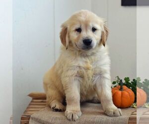 Golden Retriever Puppy for sale in NEWPORT, PA, USA