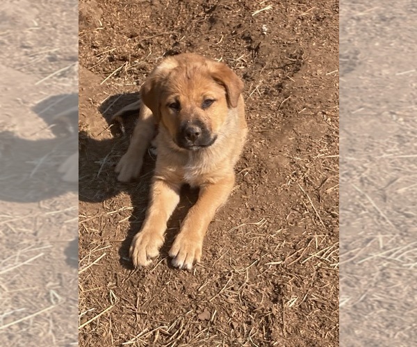 Medium Photo #3 Great Pyrenees-Rottweiler Mix Puppy For Sale in DEARY, ID, USA