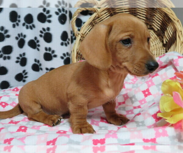 Medium Photo #4 Dachshund Puppy For Sale in SHILOH, OH, USA
