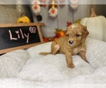 Puppy Lily Bernedoodle