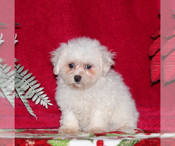 Medium Photo #1 Maltichon Puppy For Sale in RISING SUN, MD, USA