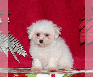Maltichon Puppy for sale in RISING SUN, MD, USA