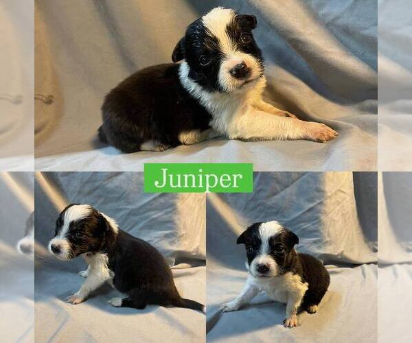 Medium Photo #2 Border Collie Puppy For Sale in BUCKLEY, WA, USA