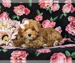 Small Photo #5 Poodle (Miniature) Puppy For Sale in NOTTINGHAM, PA, USA