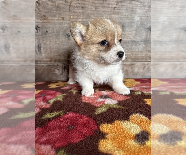 Medium Photo #13 Pembroke Welsh Corgi Puppy For Sale in VERMONTVILLE, MI, USA