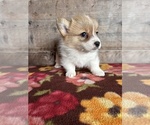 Small #12 Pembroke Welsh Corgi