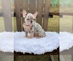 Small #3 French Bulldog