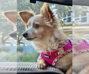 Chiranian Dogs for adoption in San Francisco, CA, USA