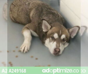 Siberian Husky-Unknown Mix Dogs for adoption in Anchorage, AK, USA
