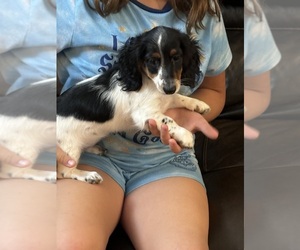 Dachshund Puppy for Sale in COLORADO SPRINGS, Colorado USA