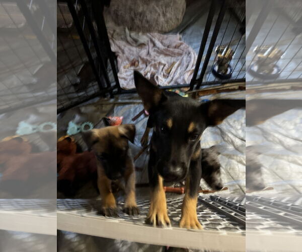 Medium Photo #3 Chihuahua-Unknown Mix Puppy For Sale in Kankakee, IL, USA